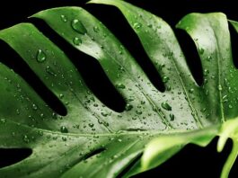 monstera dziurawa
