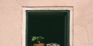 O której godzinie podlewać pomidory?