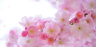 Jakie rośliny chronią pomidory?