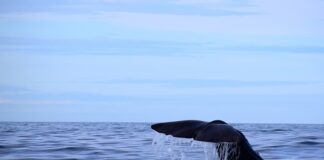 Jaką grubość kostki brukowej na podjazd?