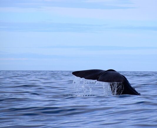 Jaką grubość kostki brukowej na podjazd?