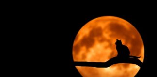 Co wrzucamy do czarnego pojemnika na śmieci?