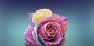 Czym się rożni E87 od E81?