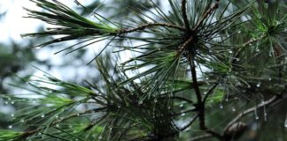 Jak otworzyć bagażnik w Audi A8 D2?