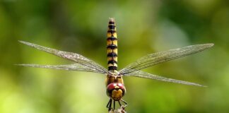 Jak unosi się szybowiec?