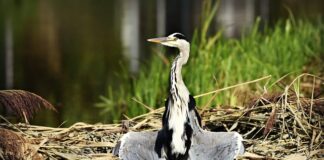 Jak suszyć pranie w mieszkaniu bez balkonu?