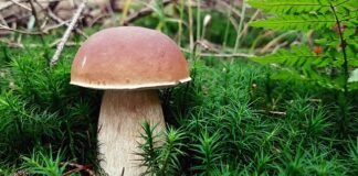 Co kupić w prezencie dla grzybiarza?