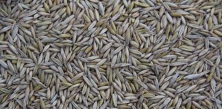 Gdzie produkuje się samochody Dacia?