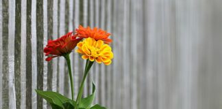 Czy można wejść na ogrodzoną działkę?