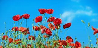 Co posadzić żeby nie rosły chwasty?