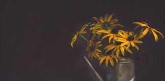 Ile cukru do podlewania pomidorów?