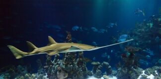 Jakiej firmy kupić piłę spalinową?