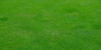 Jak Skosić wysokie chwasty?