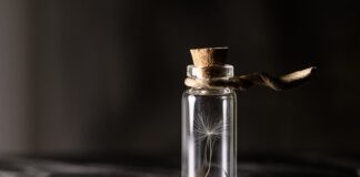 Czym wzmocnić słabe sadzonki pomidorów?