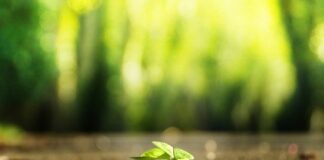 Jak znaleźć dwa przedmioty na Allegro?