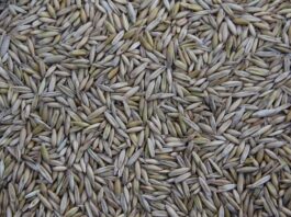 Gdzie produkowany jest Stepway?