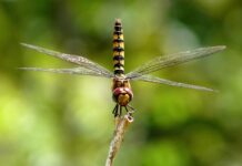 Ile kosztuje szybowiec?