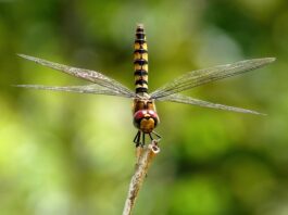 Ile kosztuje szybowiec?