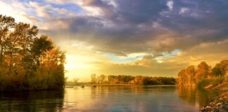 Które liście obrywać u pomidorów?