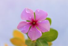 Jak samemu kłaść kostkę brukową?