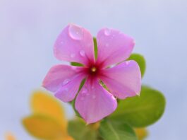 Jak samemu kłaść kostkę brukową?