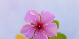 Jak samemu kłaść kostkę brukową?