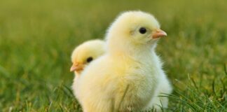 Co przygotować na wielkanocny stół?