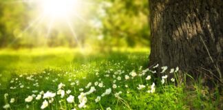 Kiedy przestaje rosnąć trawa?