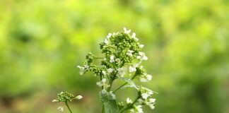 Co oznacza Chrzan w koszyczku wielkanocnym?