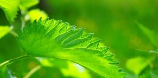 Co daje Pokrzywa pod pomidory?