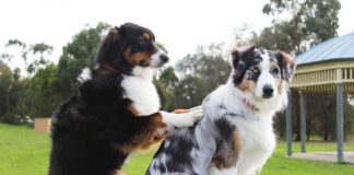 Jak wycofać się z wygranej licytacji na Allegro?