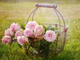 Jaki kosz Mojżesza wybrać?