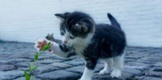 Jakie małe auto do 20 tys?