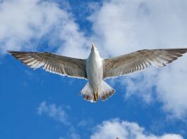 Ile kosztuje VW Scirocco?