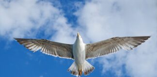 Ile kosztuje VW Scirocco?