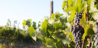 Co zamiast trawy do deptania?