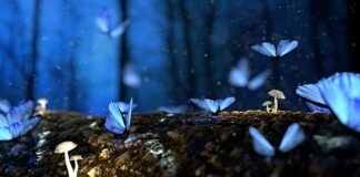 Gdzie kupić koszyk na grzyby?