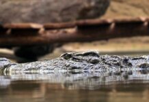 Kto ma pierwszeństwo zasada prawej ręki? Kto ma pierwszeństwo zasada prawej ręki?