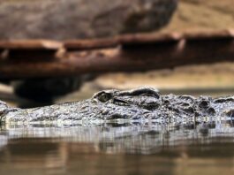 Kto ma pierwszeństwo zasada prawej ręki?